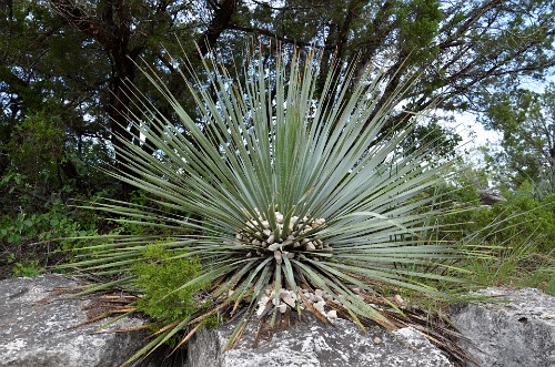 Long Fronds  Long Fronds